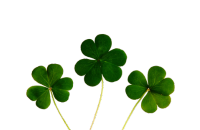 Clover